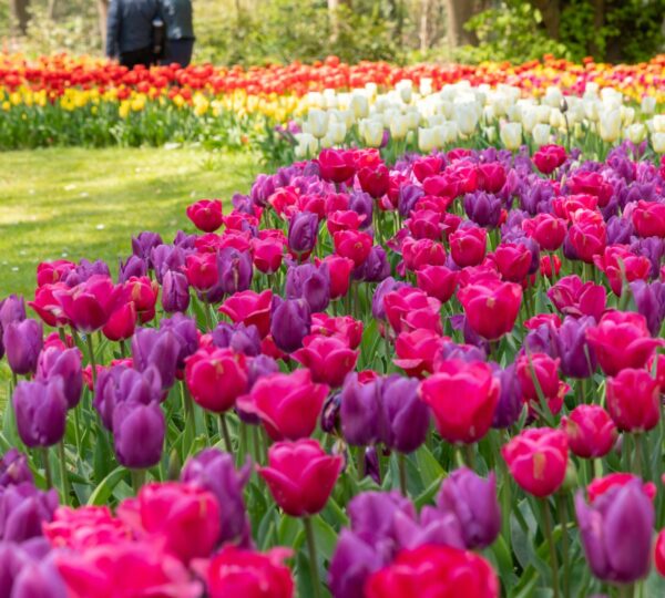 Blumenteppich Festival in Brüssel